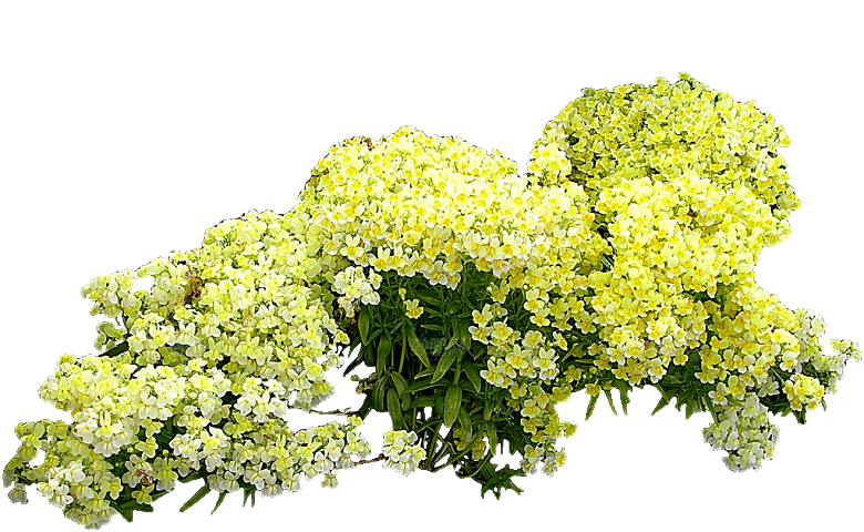 柳穿鱼植物png素材