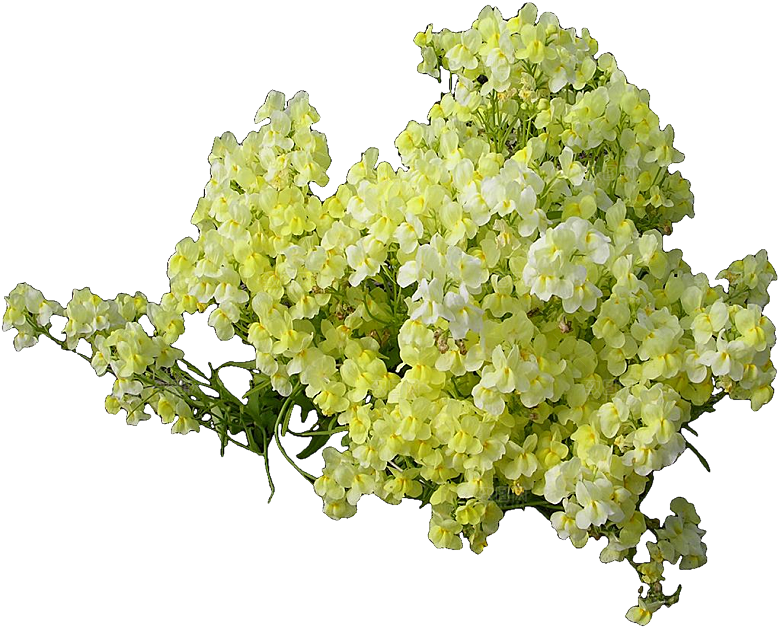 柳穿鱼植物png素材