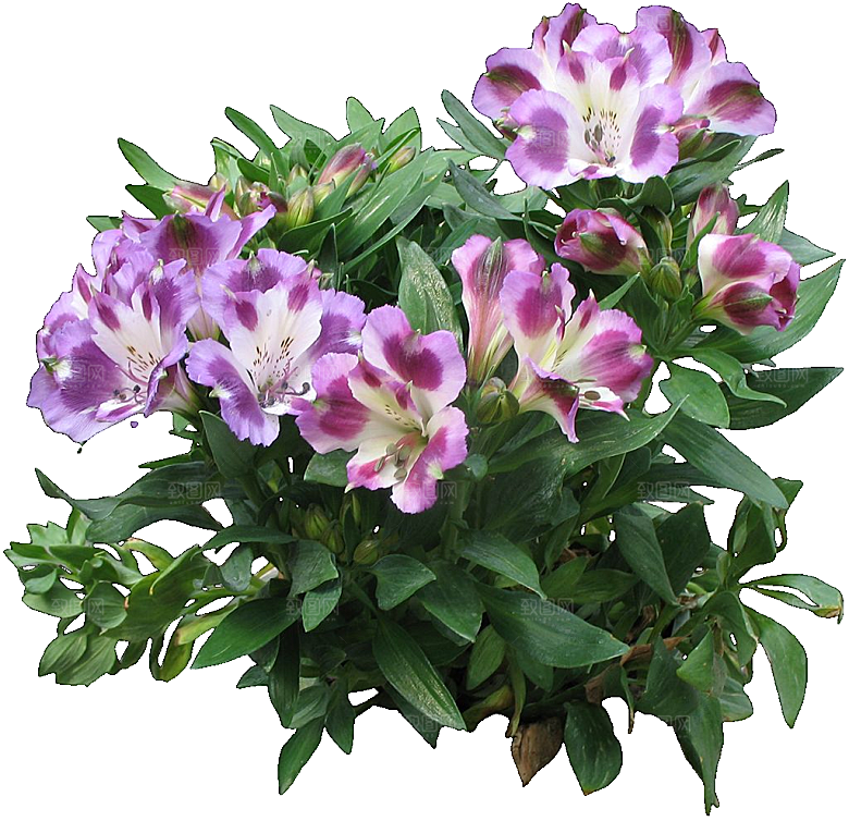 六出花花卉png素材