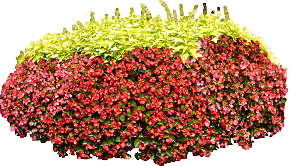 红色龙翅海棠png素材