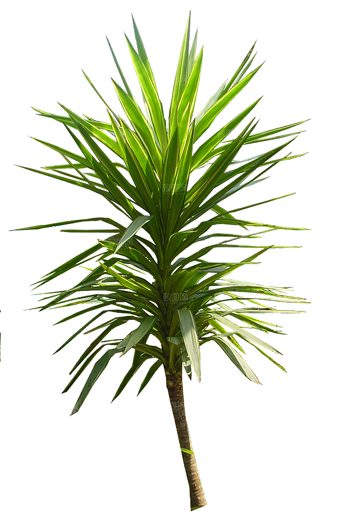 龙血树植物树木png素材