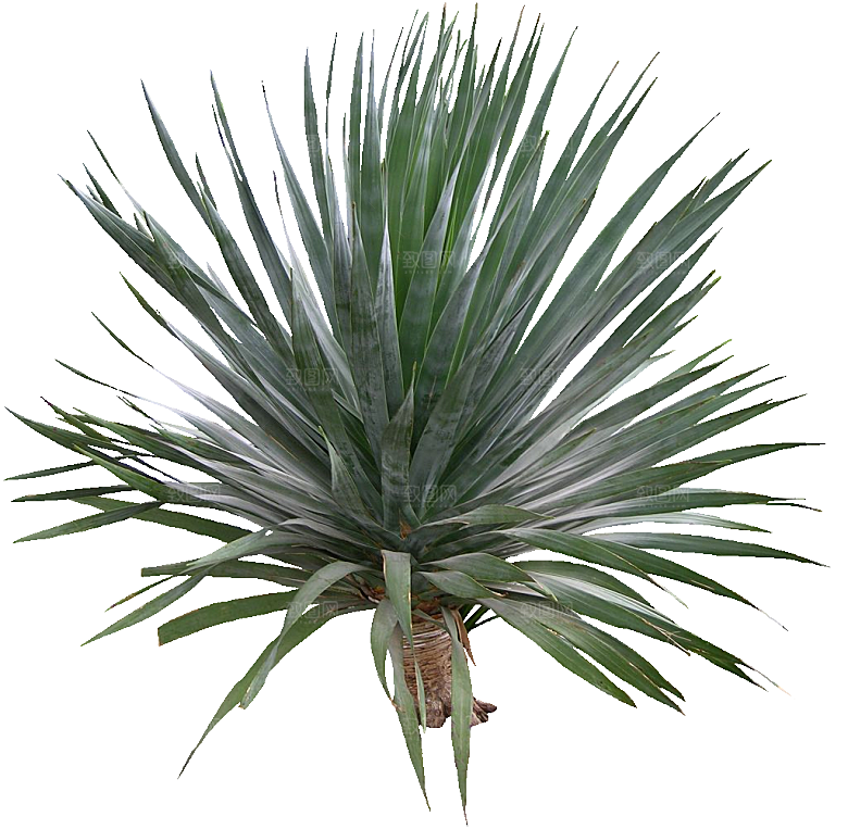 龙血树植物树木png素材