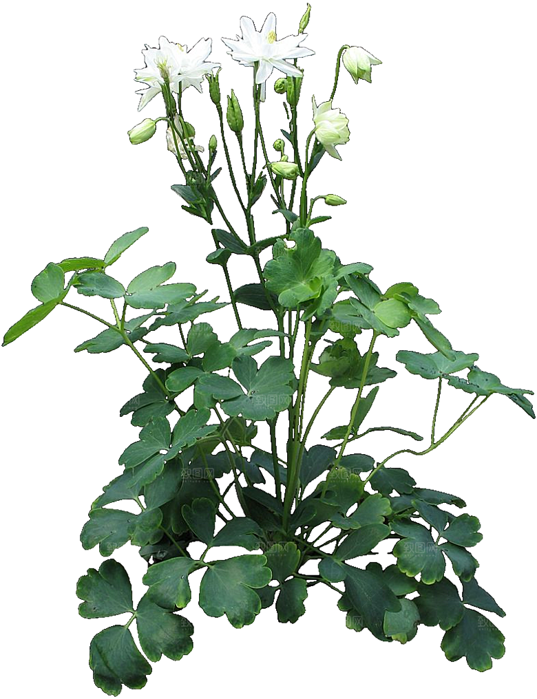 耧斗菜png植物素材