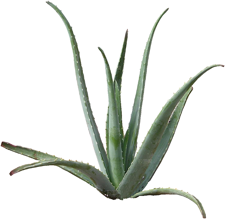 芦荟盆栽png素材元素