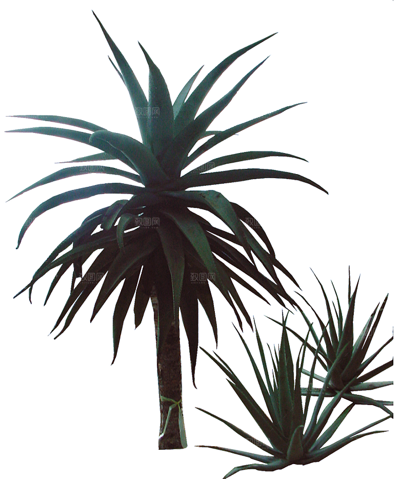 芦荟盆栽png素材元素