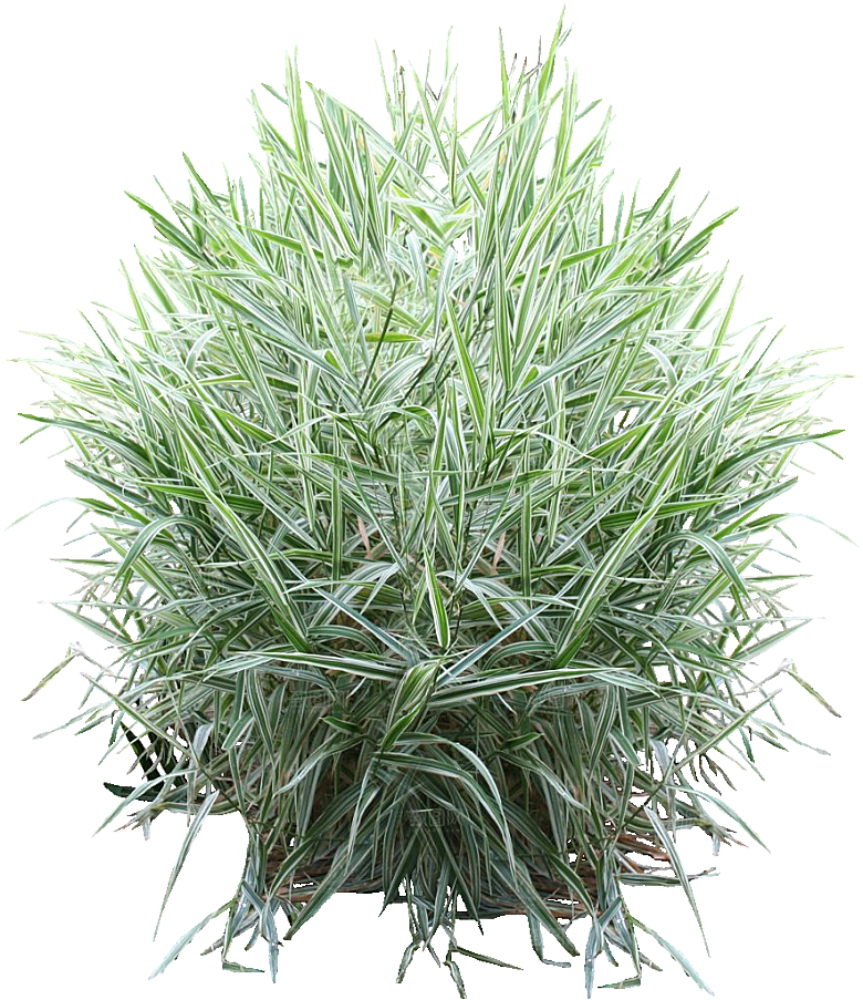 芦苇花卉草木植物png
