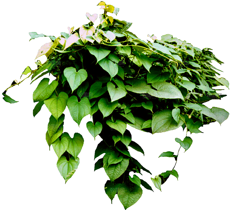 植物花卉素材绿萝png素材