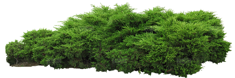 罗汉柏植物png素材