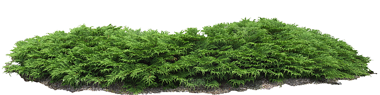罗汉柏植物png素材