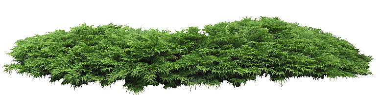 罗汉柏植物png素材