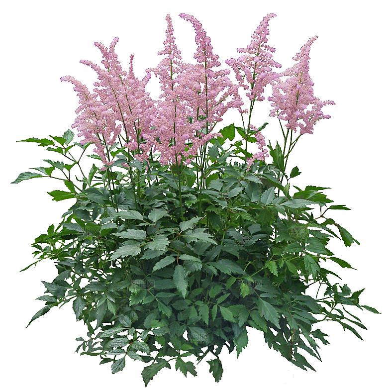 红色落新妇鲜花花卉png