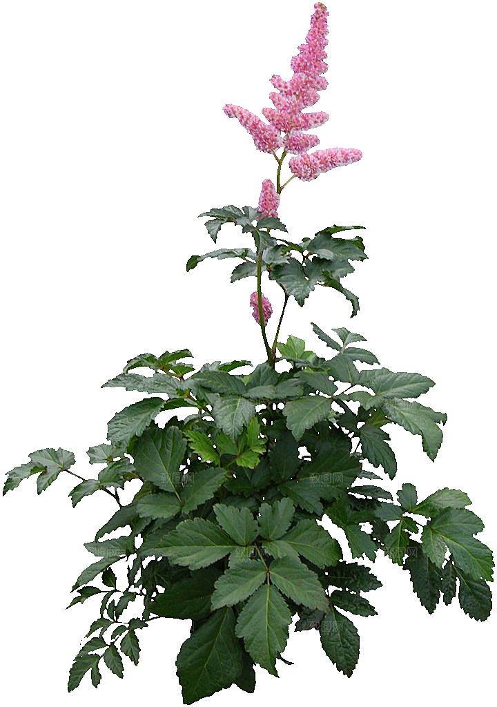红色落新妇鲜花花卉png
