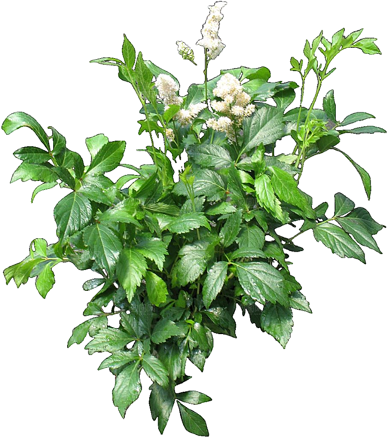 红色落新妇鲜花花卉png