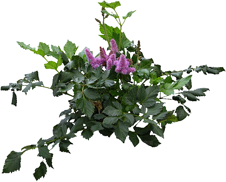 红色落新妇鲜花花卉png