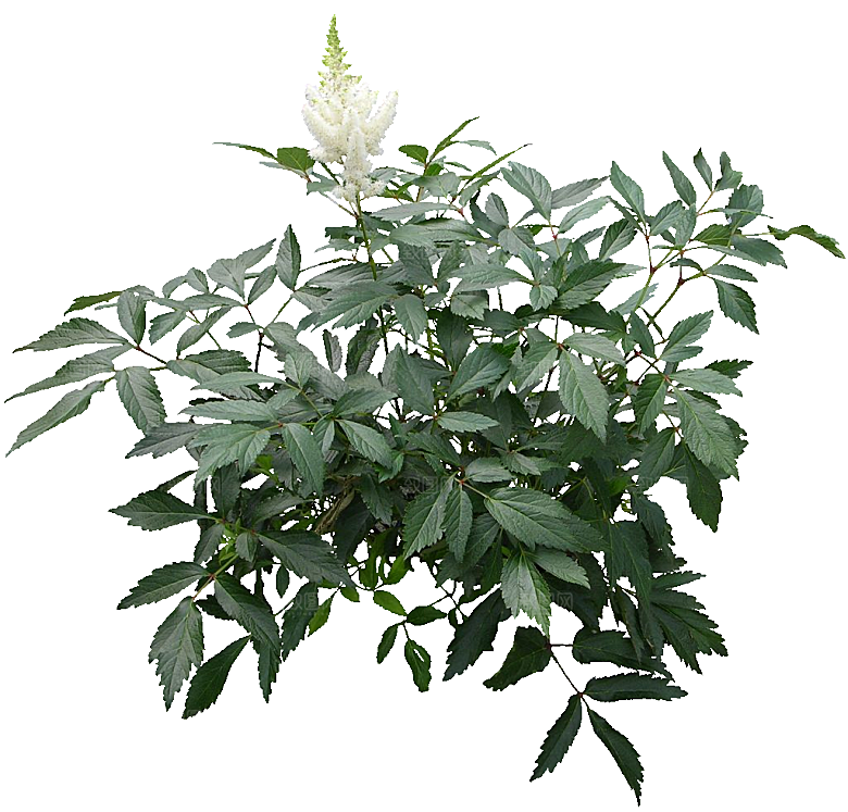 红色落新妇鲜花花卉png