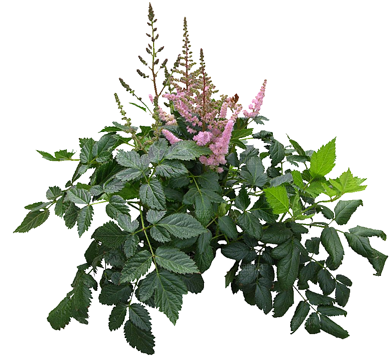 红色落新妇鲜花花卉png