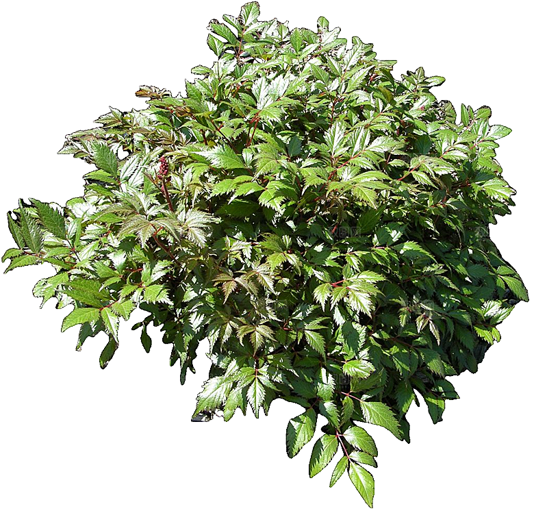 红色落新妇鲜花花卉png