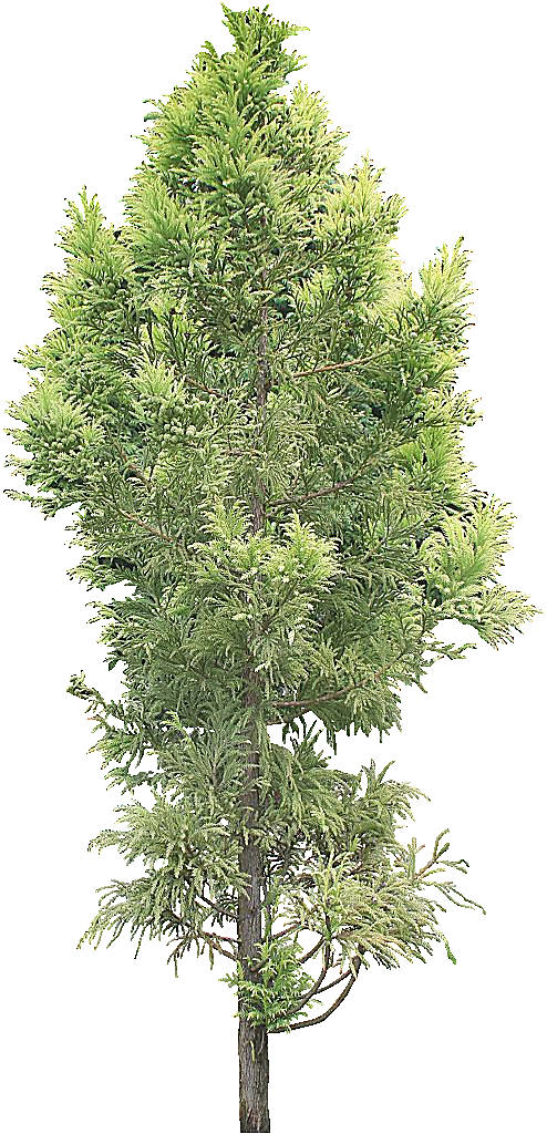落羽杉植物树木png素材