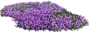 紫色马鞭草png素材