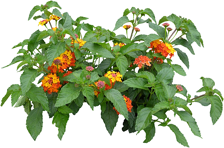 红色马缨丹黄色鲜花素材