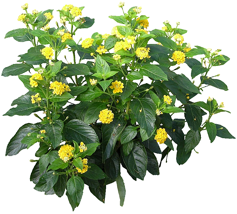 红色马缨丹黄色鲜花素材