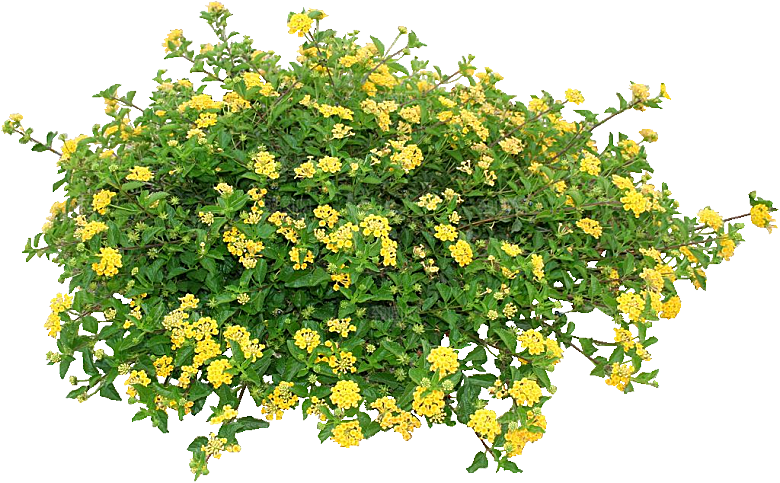 红色马缨丹黄色鲜花素材