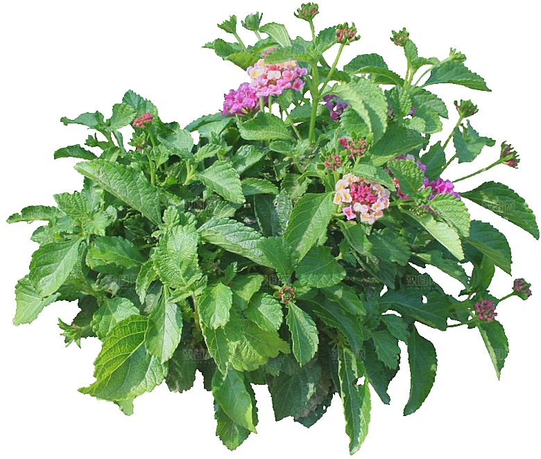 红色马缨丹黄色鲜花素材