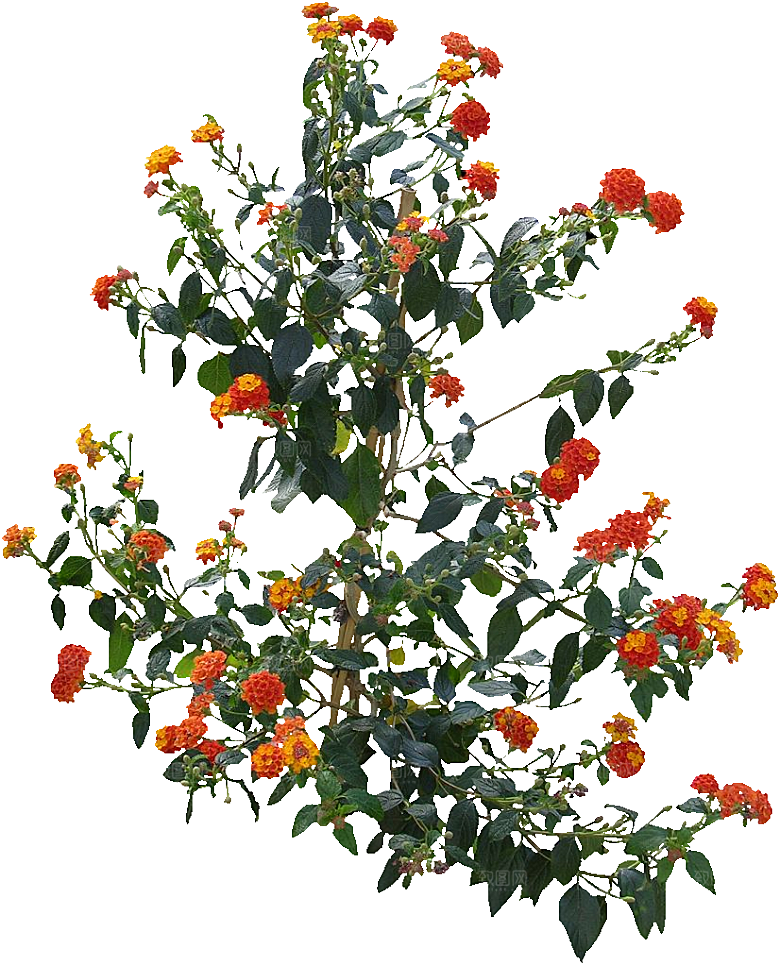 红色马缨丹黄色鲜花素材