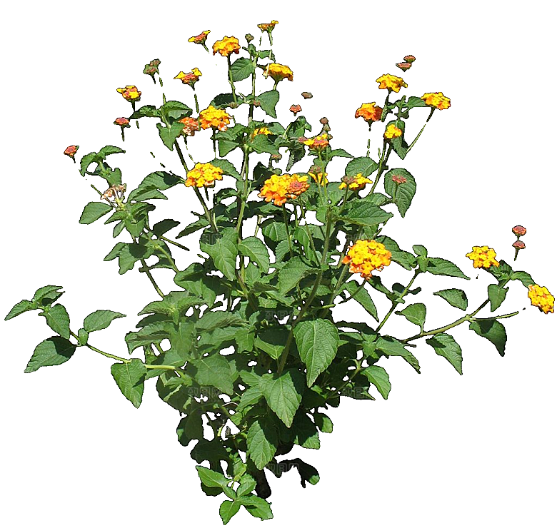 红色马缨丹黄色鲜花素材
