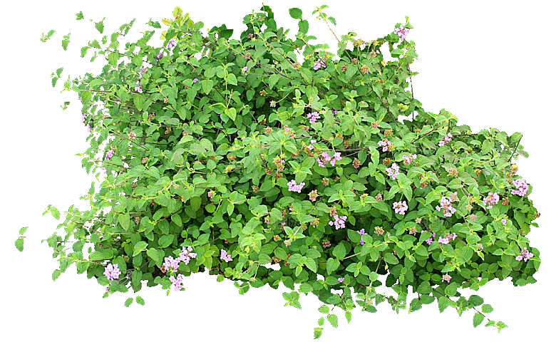 红色马缨丹黄色鲜花素材