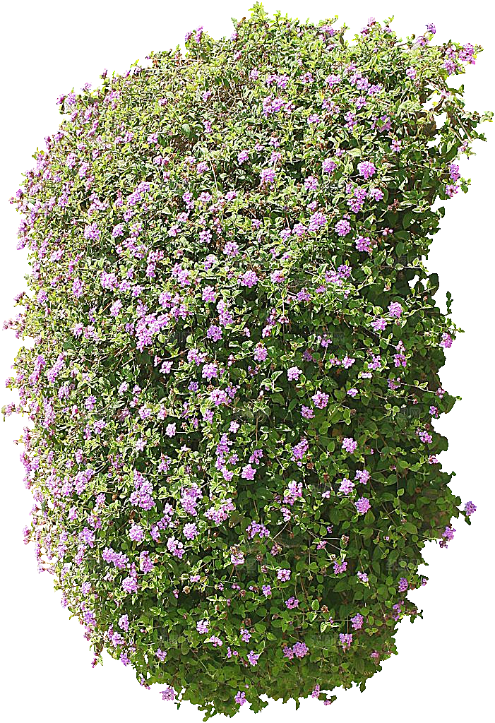 红色马缨丹黄色鲜花素材