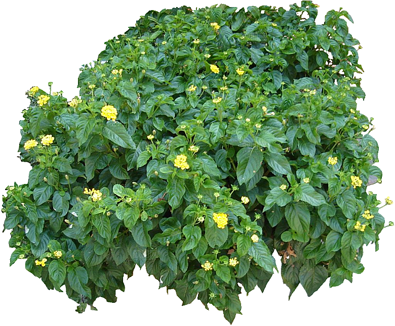 红色马缨丹黄色鲜花素材