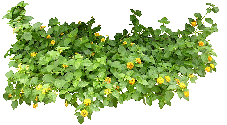 红色马缨丹黄色鲜花素材