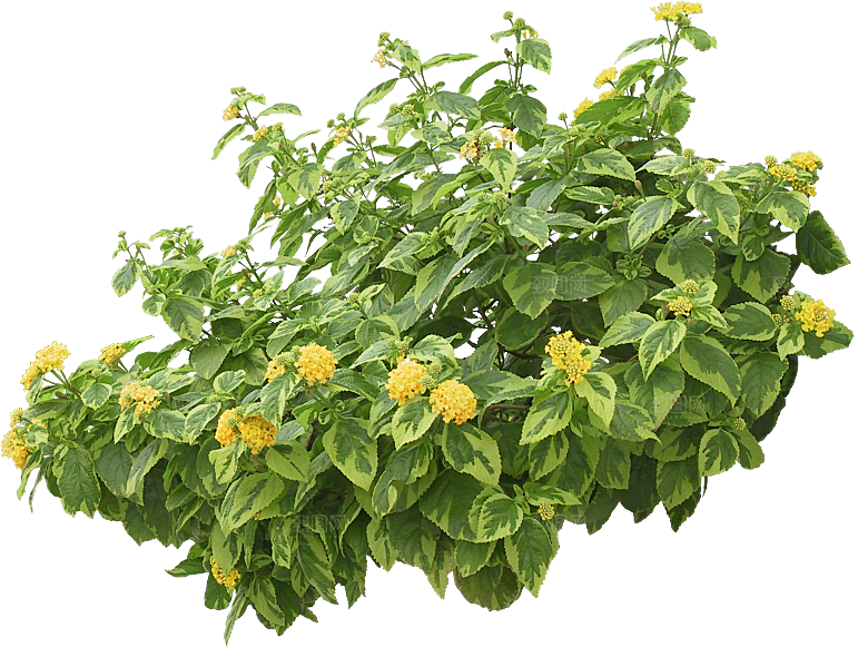 红色马缨丹黄色鲜花素材