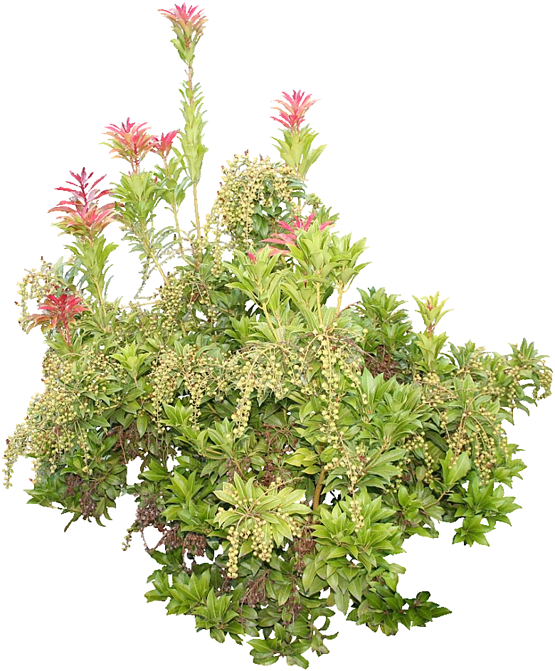 马醉木植物鲜花素材
