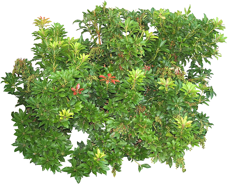 马醉木植物鲜花素材