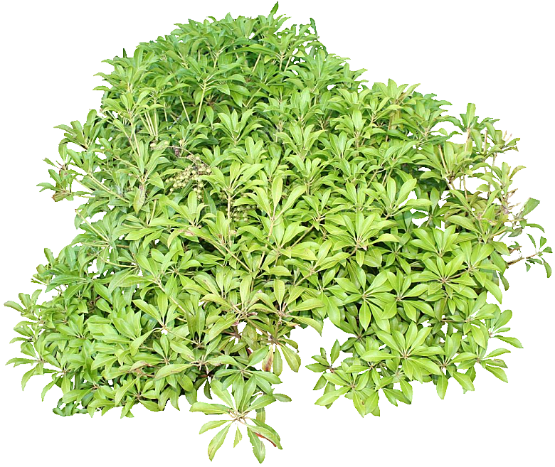马醉木植物鲜花素材