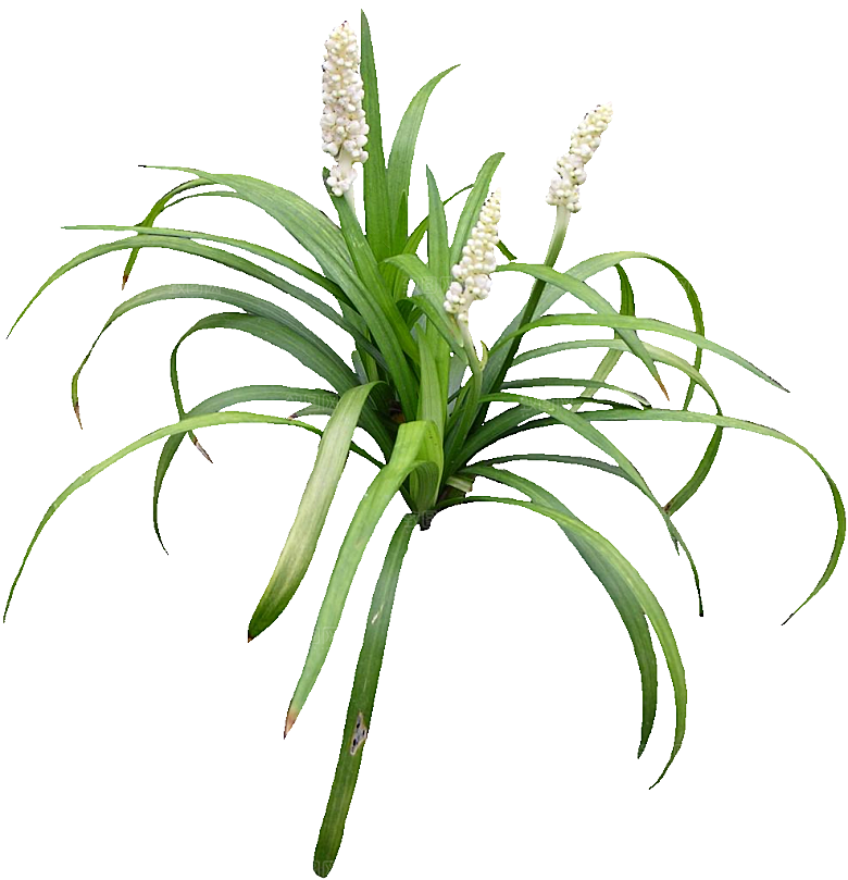麦冬植物png素材元素