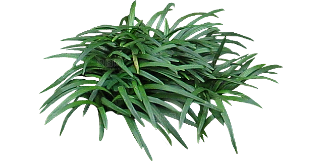 麦冬植物png素材元素