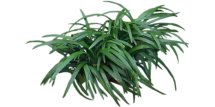 麦冬植物png素材元素