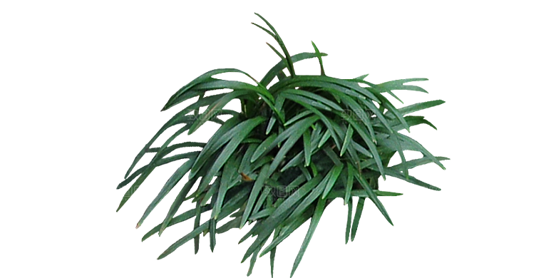 麦冬植物png素材元素
