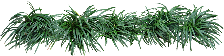 麦冬植物png素材元素