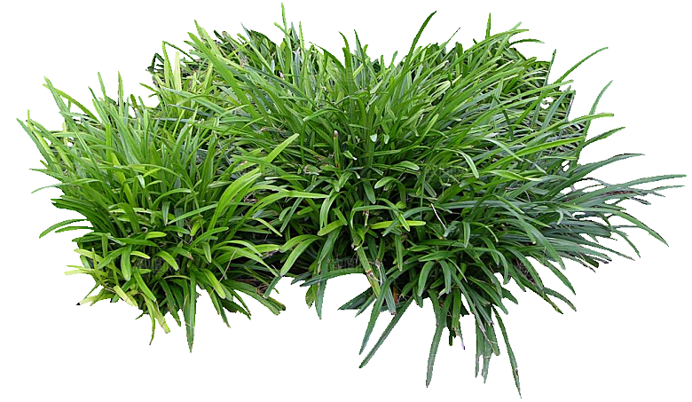 麦冬植物png素材元素