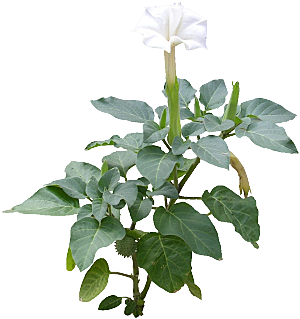 曼陀罗植物花卉png素材