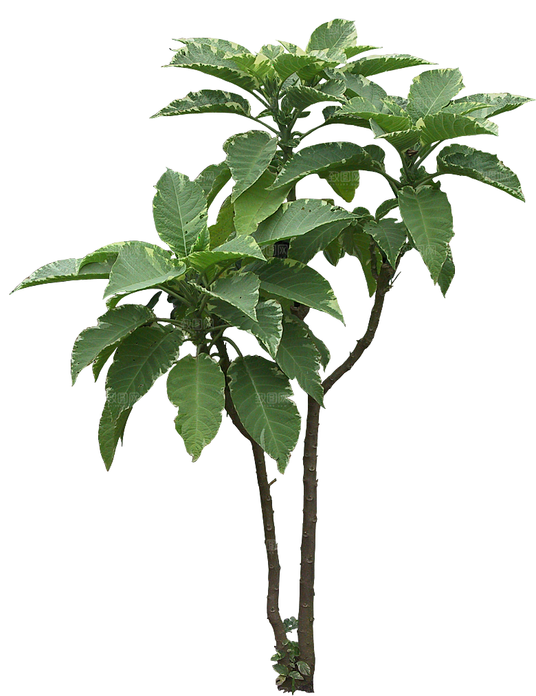 曼陀罗植物花卉png素材