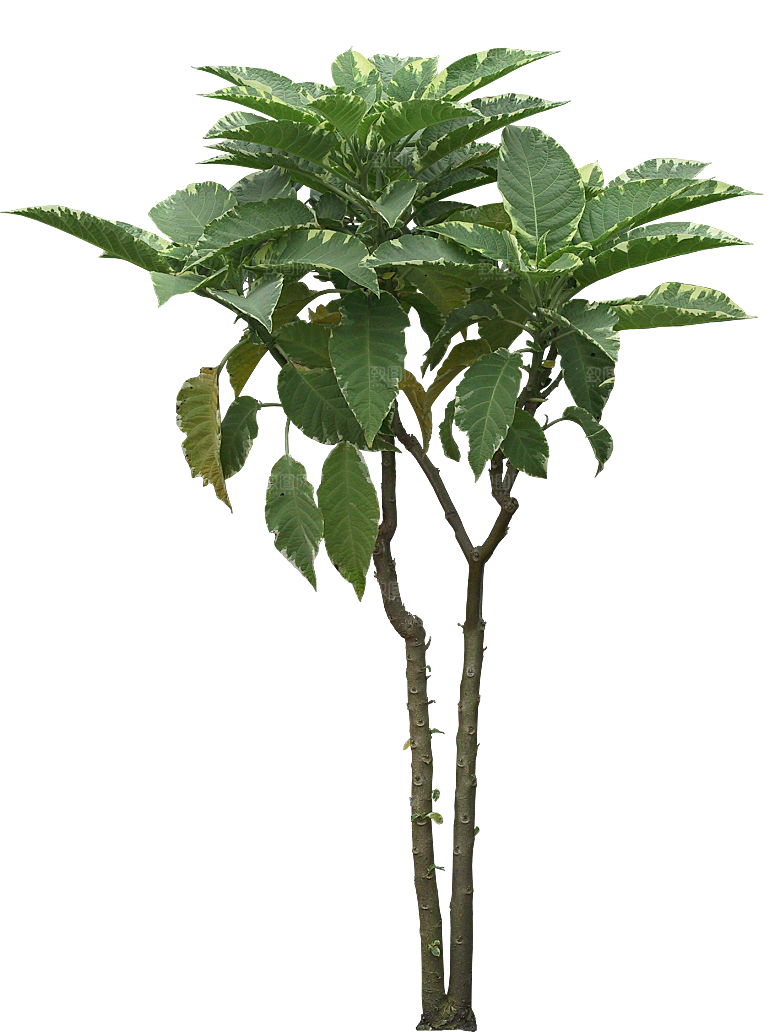 曼陀罗植物花卉png素材