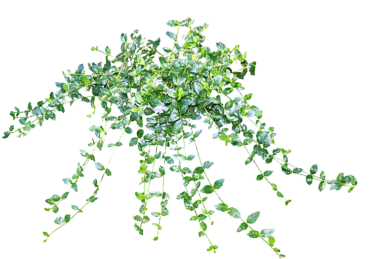 蔓长春花png免抠元素