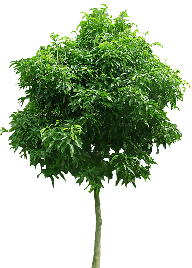 芒果树木植被素材