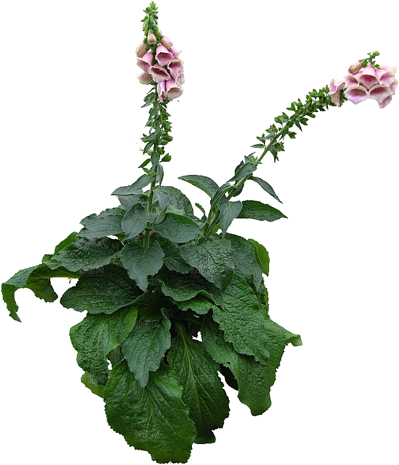 毛地黄草木药材png