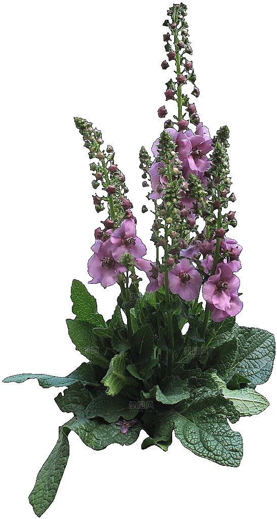 红色毛蕊花黄色鲜花